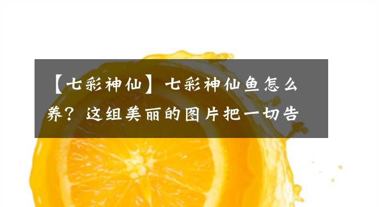 【七彩神仙】七彩神仙魚(yú)怎么養(yǎng)？這組美麗的圖片把一切告訴你