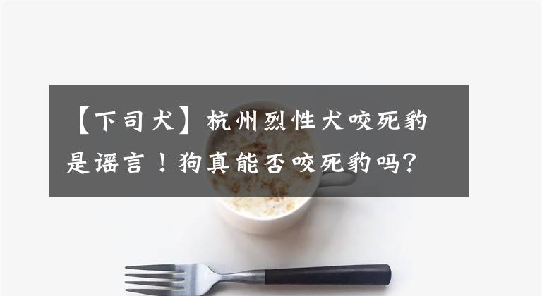 【下司犬】杭州烈性犬咬死豹是謠言！狗真能否咬死豹嗎？為何說狗比狼厲害？