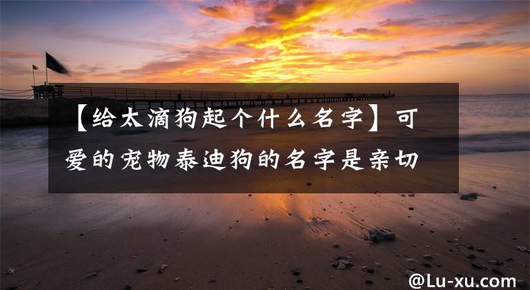 【給太滴狗起個什么名字】可愛的寵物泰迪狗的名字是親切-可愛