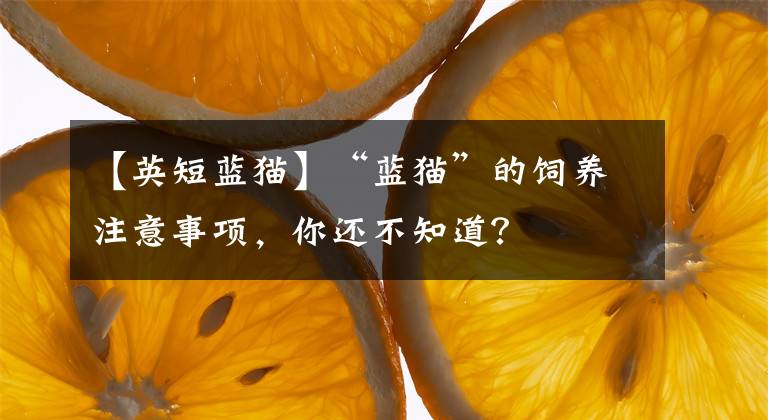 【英短藍(lán)貓】“藍(lán)貓”的飼養(yǎng)注意事項，你還不知道？