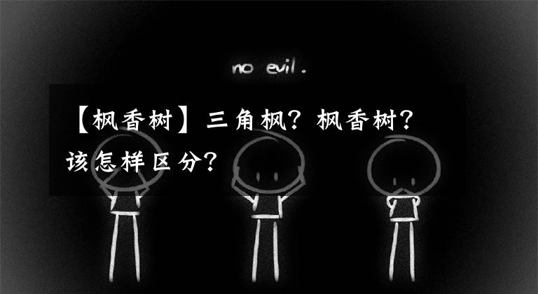 【楓香樹】三角楓？楓香樹？該怎樣區(qū)分？