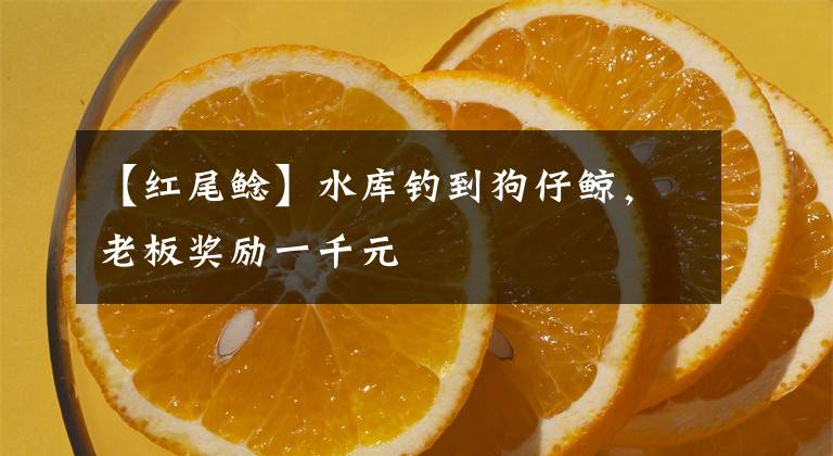 【紅尾鯰】水庫釣到狗仔鯨，老板獎勵一千元