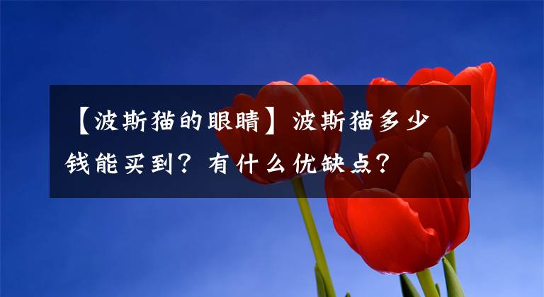 【波斯貓的眼睛】波斯貓多少錢能買到？有什么優(yōu)缺點？