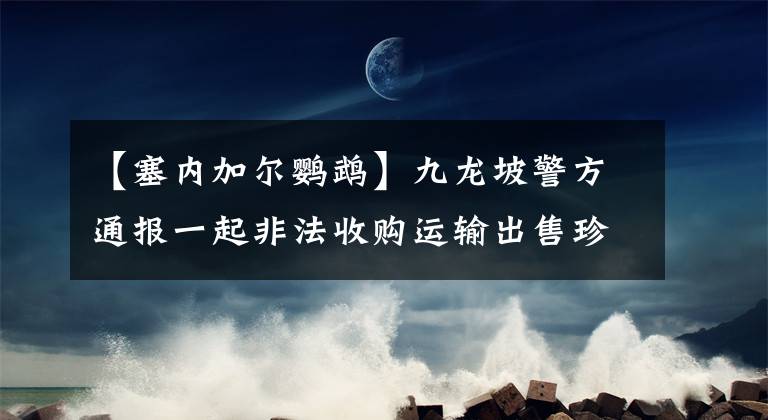 【塞內(nèi)加爾鸚鵡】九龍坡警方通報一起非法收購運輸出售珍貴瀕危野生動物案：竟然在網(wǎng)上曬圖公開叫賣