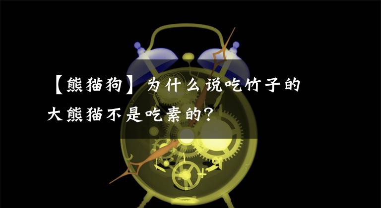 【熊貓狗】為什么說(shuō)吃竹子的大熊貓不是吃素的？