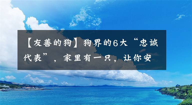 【友善的狗】狗界的6大“忠誠(chéng)代表”，家里有一只，讓你安全感十足