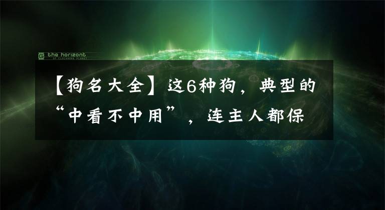 【狗名大全】這6種狗，典型的“中看不中用”，連主人都保護不了