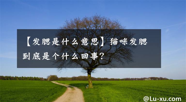 【發(fā)腮是什么意思】貓咪發(fā)腮到底是個(gè)什么回事？