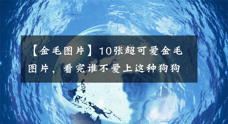 【金毛圖片】10張超可愛金毛圖片，看完誰不愛上這種狗狗？