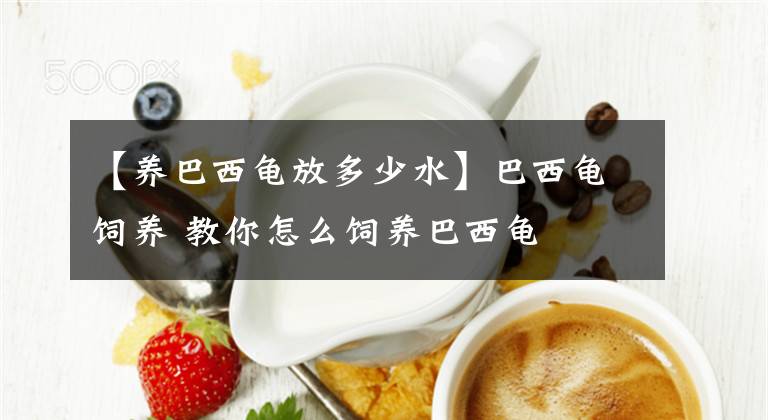 【養(yǎng)巴西龜放多少水】巴西龜飼養(yǎng) 教你怎么飼養(yǎng)巴西龜