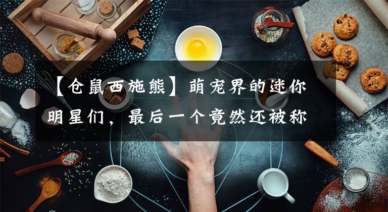 【倉(cāng)鼠西施熊】萌寵界的迷你明星們，最后一個(gè)竟然還被稱為西施