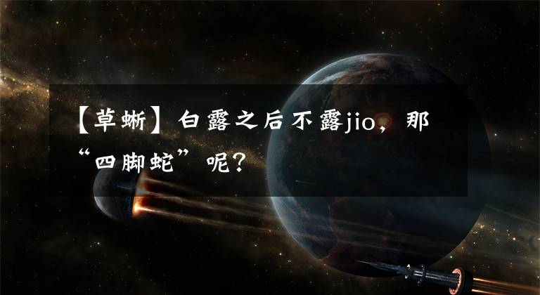 【草蜥】白露之后不露jio，那“四腳蛇”呢？