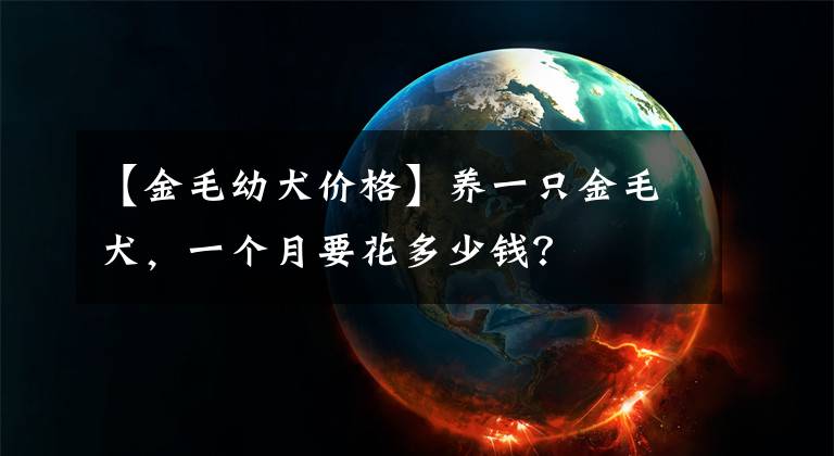 【金毛幼犬價格】養(yǎng)一只金毛犬，一個月要花多少錢？