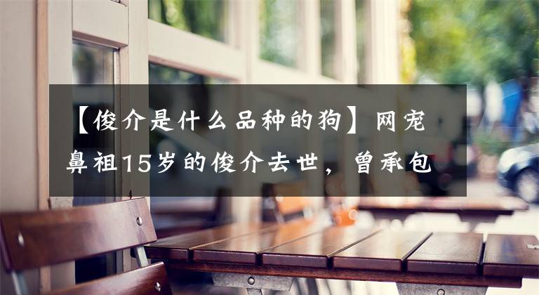 【俊介是什么品種的狗】網(wǎng)寵鼻祖15歲的俊介去世，曾承包了無數(shù)人的頭像和表情包