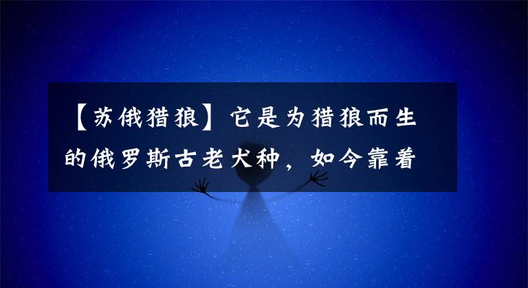 【蘇俄獵狼】它是為獵狼而生的俄羅斯古老犬種，如今靠著31厘米長(zhǎng)的大鼻子走紅