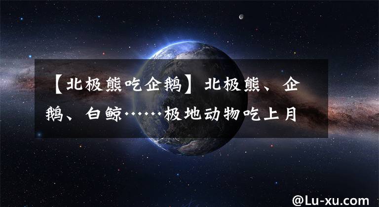 【北極熊吃企鵝】北極熊、企鵝、白鯨……極地動(dòng)物吃上月餅大餐