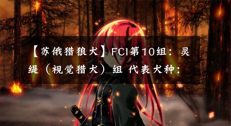 【蘇俄獵狼犬】FCI第10組：靈緹（視覺獵犬）組 代表犬種：阿富汗獵犬