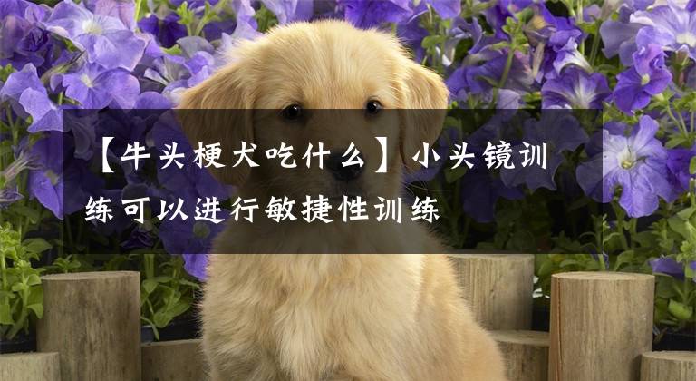 【牛頭梗犬吃什么】小頭鏡訓(xùn)練可以進(jìn)行敏捷性訓(xùn)練