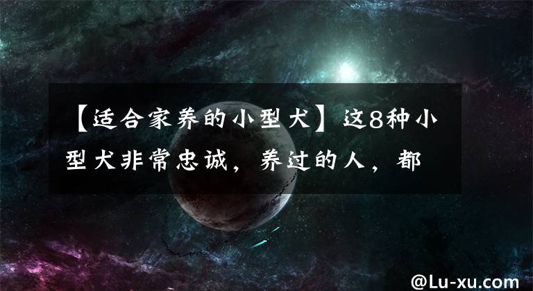 【適合家養(yǎng)的小型犬】這8種小型犬非常忠誠(chéng)，養(yǎng)過的人，都不會(huì)留下遺憾