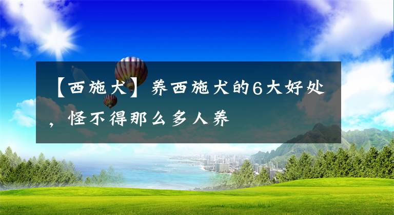 【西施犬】養(yǎng)西施犬的6大好處，怪不得那么多人養(yǎng)