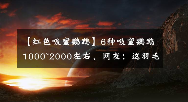 【紅色吸蜜鸚鵡】6種吸蜜鸚鵡1000~2000左右，網(wǎng)友：這羽毛像假的一樣