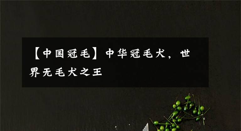 【中國(guó)冠毛】中華冠毛犬，世界無(wú)毛犬之王