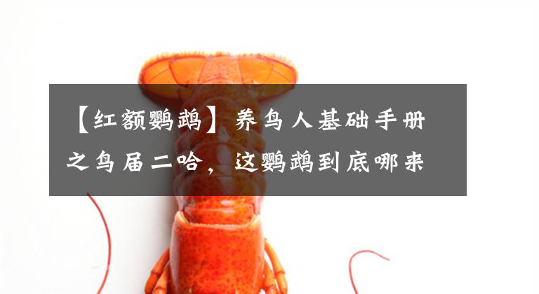 【紅額鸚鵡】養(yǎng)鳥(niǎo)人基礎(chǔ)手冊(cè)之鳥(niǎo)屆二哈，這鸚鵡到底哪來(lái)的？收下鸚鵡選擇手冊(cè)