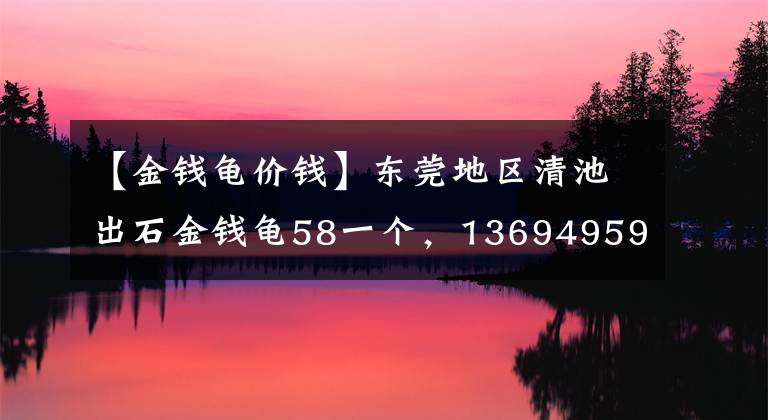 【金錢龜價錢】東莞地區(qū)清池出石金錢龜58一個，13694959199