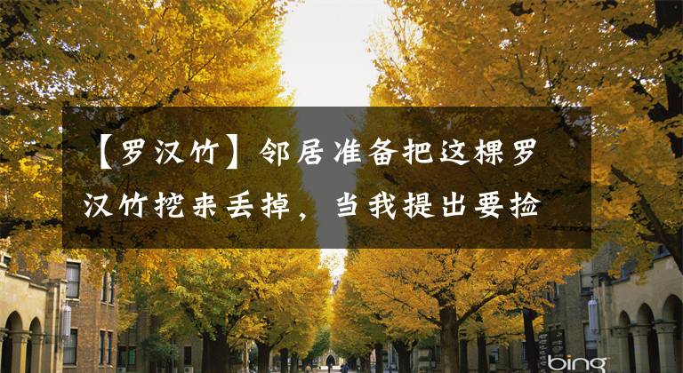 【羅漢竹】鄰居準(zhǔn)備把這棵羅漢竹挖來丟掉，當(dāng)我提出要撿時(shí)，他卻說要收錢