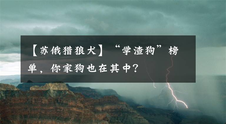 【蘇俄獵狼犬】“學渣狗”榜單，你家狗也在其中？