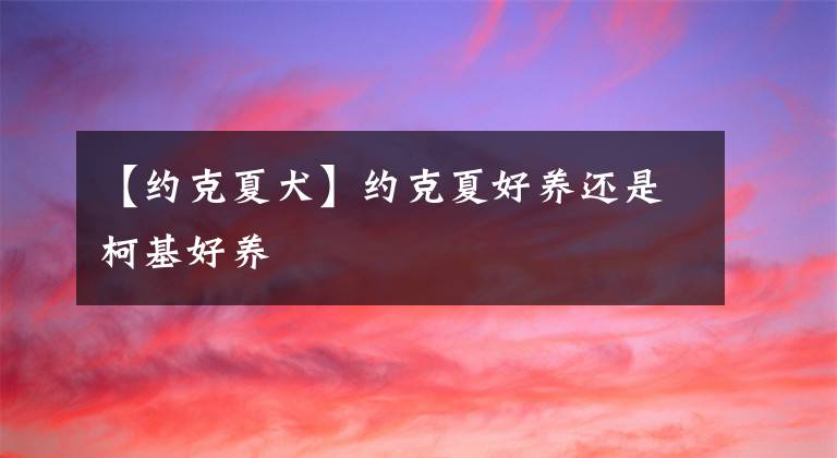 【約克夏犬】約克夏好養(yǎng)還是柯基好養(yǎng)