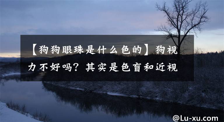 【狗狗眼珠是什么色的】狗視力不好嗎？其實(shí)是色盲和近視，但對(duì)能移動(dòng)的東西非常敏感