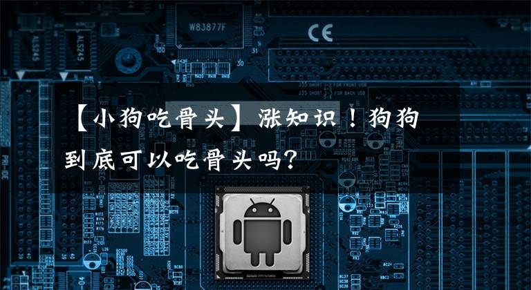 【小狗吃骨頭】漲知識！狗狗到底可以吃骨頭嗎？