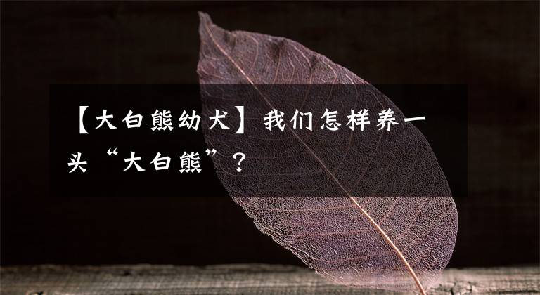 【大白熊幼犬】我們?cè)鯓羽B(yǎng)一頭“大白熊”？