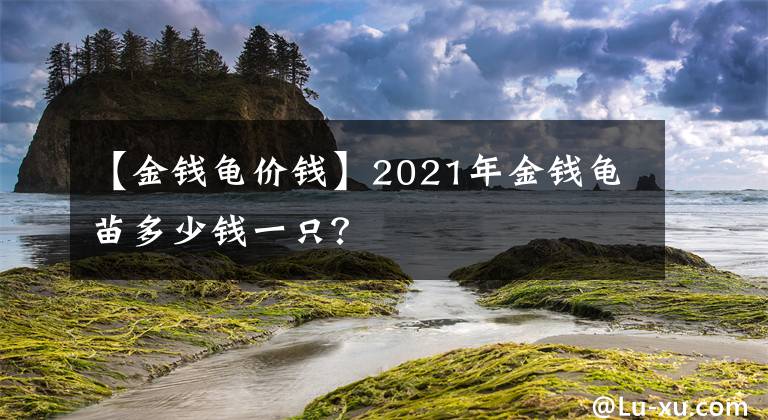 【金錢龜價錢】2021年金錢龜苗多少錢一只？