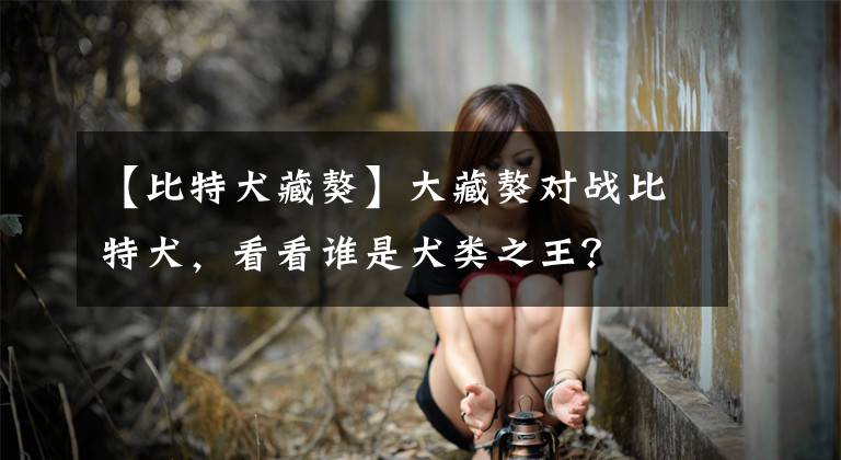 【比特犬藏獒】大藏獒對戰(zhàn)比特犬，看看誰是犬類之王？