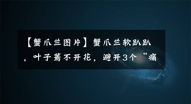 【蟹爪蘭圖片】蟹爪蘭軟趴趴，葉子蔫不開花，避開3個(gè)“痛點(diǎn)”，過年開成花大樹