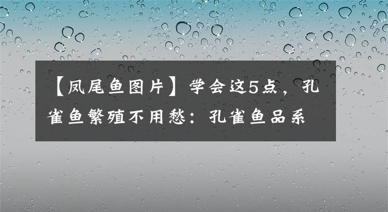 【鳳尾魚圖片】學(xué)會(huì)這5點(diǎn)，孔雀魚繁殖不用愁：孔雀魚品系大全與飼養(yǎng)4