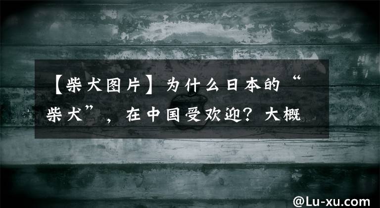 【柴犬圖片】為什么日本的“柴犬”，在中國(guó)受歡迎？大概是這些原因