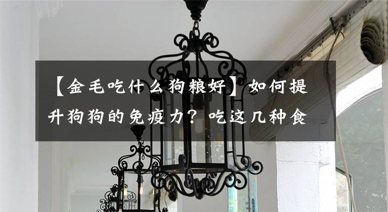 【金毛吃什么狗糧好】如何提升狗狗的免疫力？吃這幾種食物就好