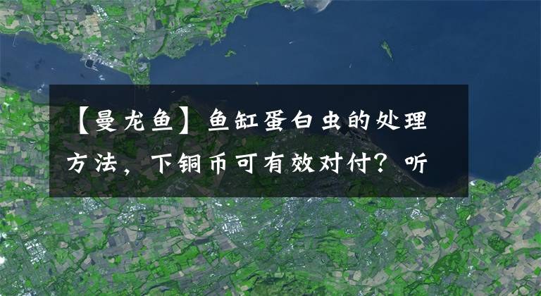 【曼龍魚】魚缸蛋白蟲的處理方法，下銅幣可有效對付？聽聽正確做法吧