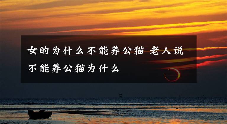 女的為什么不能養(yǎng)公貓 老人說(shuō)不能養(yǎng)公貓為什么