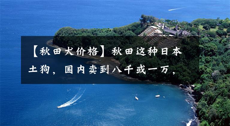 【秋田犬價(jià)格】秋田這種日本土狗，國內(nèi)賣到八千或一萬，真是可惜了中華田園犬！