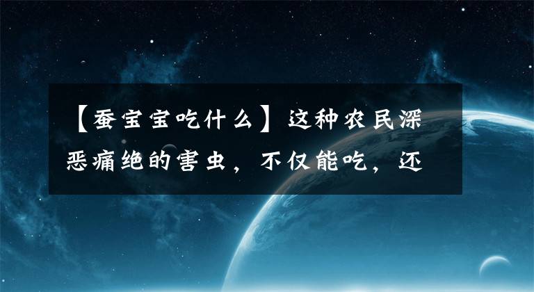 【蠶寶寶吃什么】這種農(nóng)民深惡痛絕的害蟲，不僅能吃，還有很強的藥用價值！