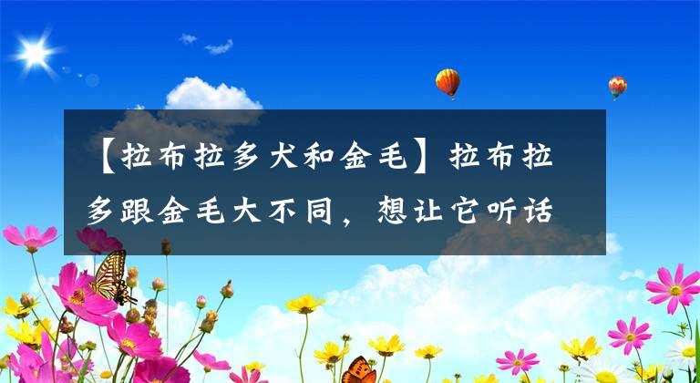 【拉布拉多犬和金毛】拉布拉多跟金毛大不同，想讓它聽話，主人要遵循3個要點