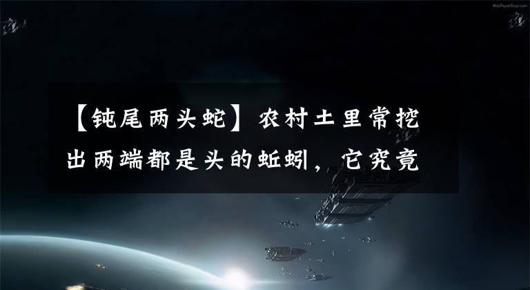 【鈍尾兩頭蛇】農(nóng)村土里常挖出兩端都是頭的蚯蚓，它究竟是什么？蚯蚓怎么會有頭