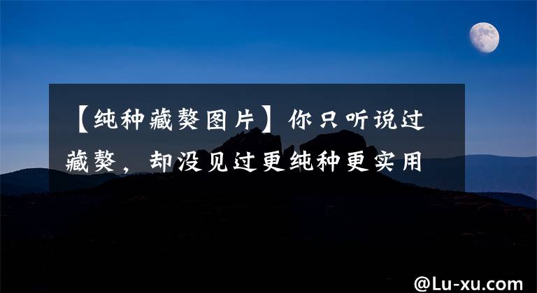 【純種藏獒圖片】你只聽(tīng)說(shuō)過(guò)藏獒，卻沒(méi)見(jiàn)過(guò)更純種更實(shí)用的西藏牧羊犬