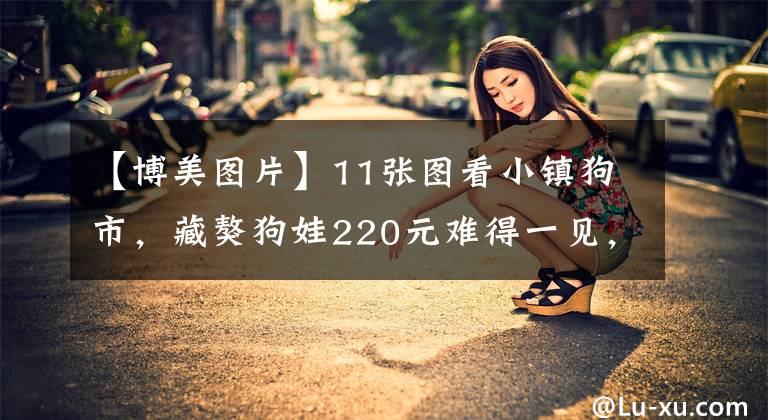 【博美圖片】11張圖看小鎮(zhèn)狗市，藏獒狗娃220元難得一見，金毛犬受歡迎