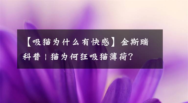 【吸貓為什么有快感】金斯瑞科普 | 貓為何狂吸貓薄荷？