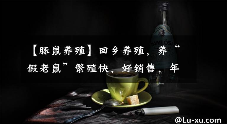 【豚鼠養(yǎng)殖】回鄉(xiāng)養(yǎng)殖，養(yǎng)“假老鼠”繁殖快，好銷售，年收入40萬(wàn)，還能養(yǎng)嗎？